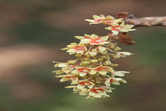 Sterculia villosa